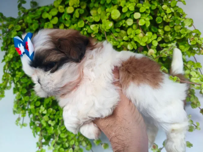 Shih-tzu 
