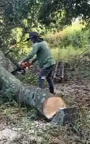 Operador de motosserra