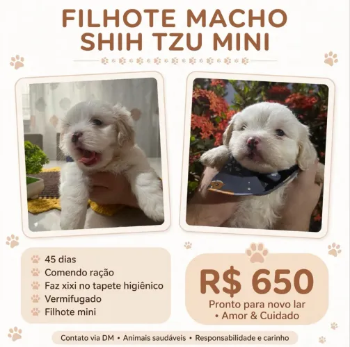 Shitzu macho