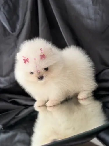 Lulu da Pomerania Anaozinha Fêmea