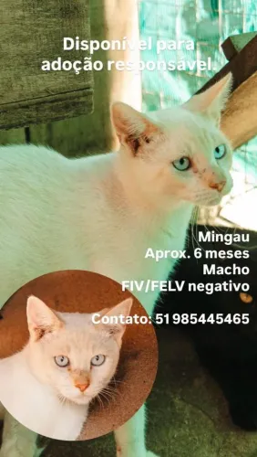 Gatinho siames red point