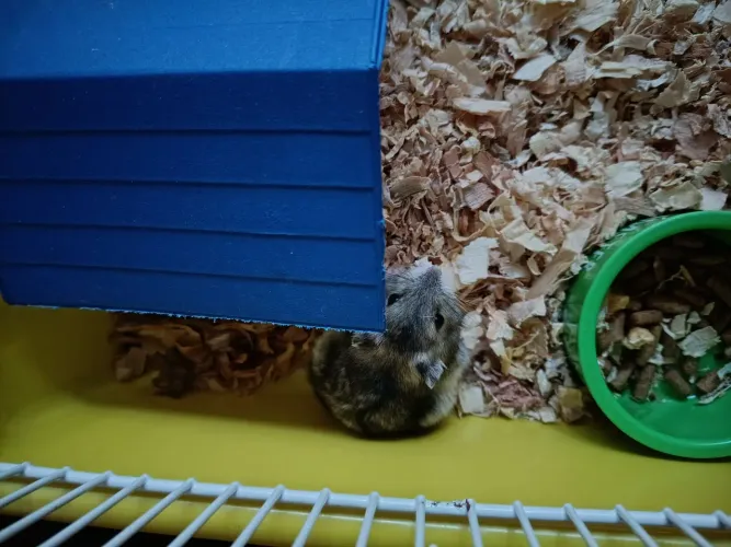 Doação hamster anão