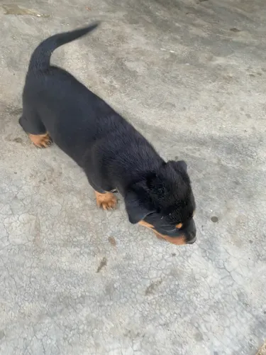 Rottweiler fêmea pura