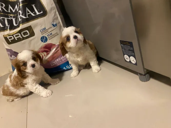 Cavalier king charles a pronta entrega