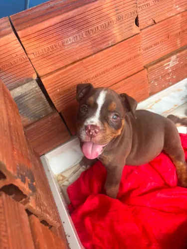 American bully venda