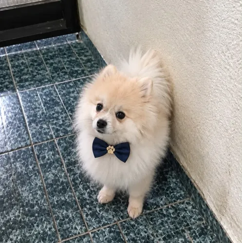 Lulu da pomeranIa 