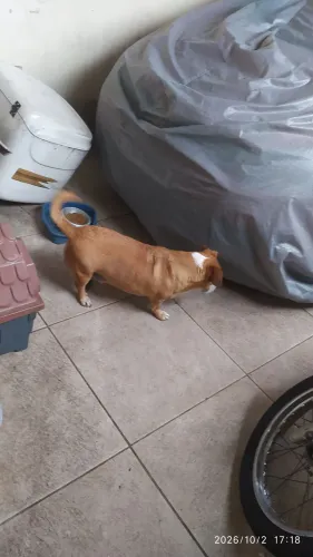 Cachorro para doar
