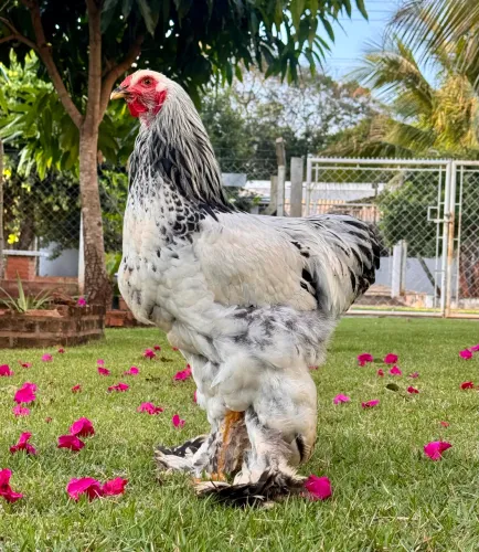 Frango Brahma Light