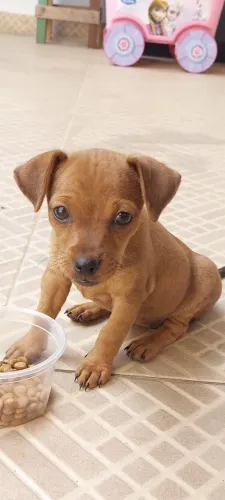 Filhote de cachorro número 01