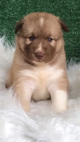 Husky macho Wooly