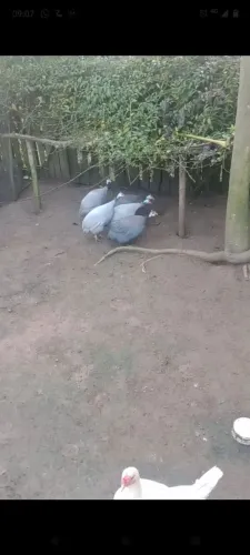 Vendo Angolista