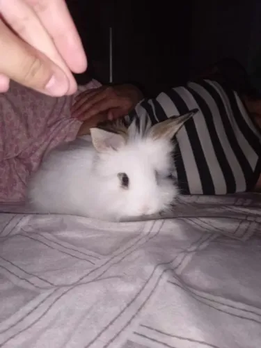 Coelho Mini Lion e Mini Lop