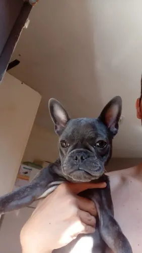Bulldog francês blue fêmea