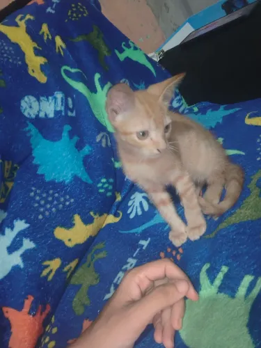Doa-se lindo filhote de gato.