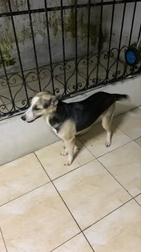 Doação de cachorro pet super saudáves com urgência 