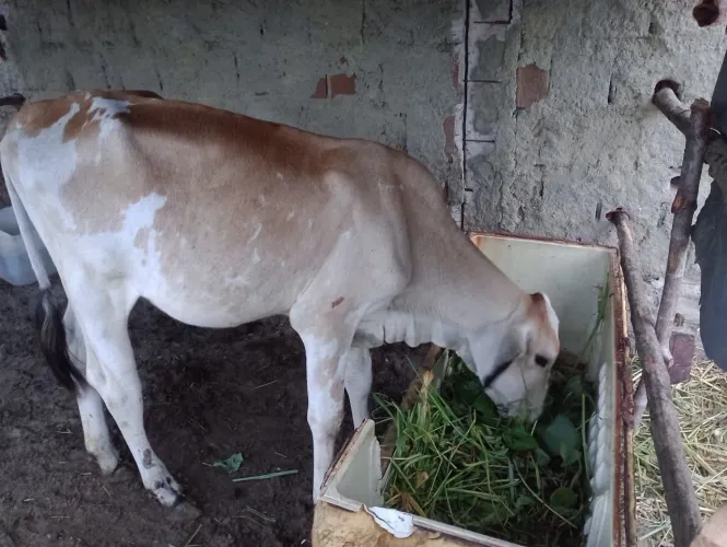 Novilha de nelore pintado