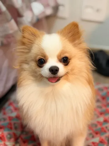 Spitz alemão 