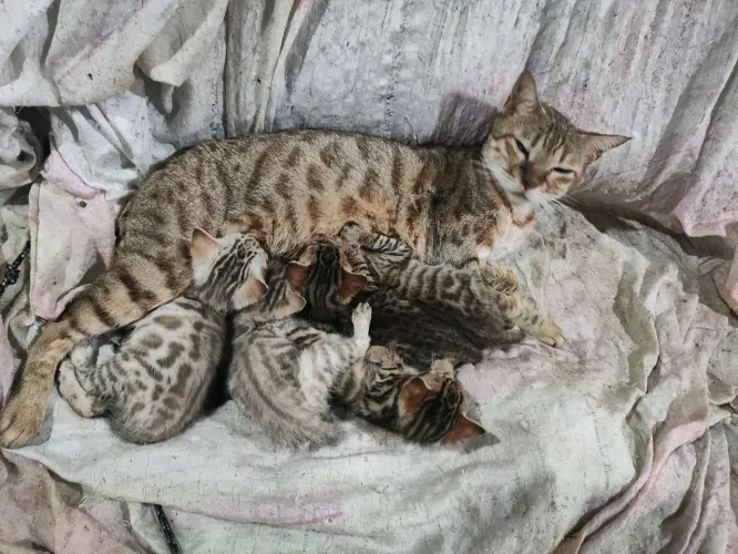 Fêmeas de Bengal filhotes inteiras