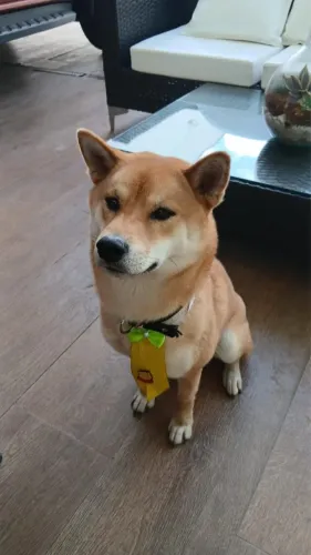 Cachorro Shiba Inu