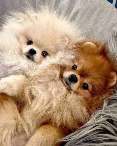 Filhotes De Spitz Alemão - Seu Novo Melhor Amigo Está A Um Passo De Você !