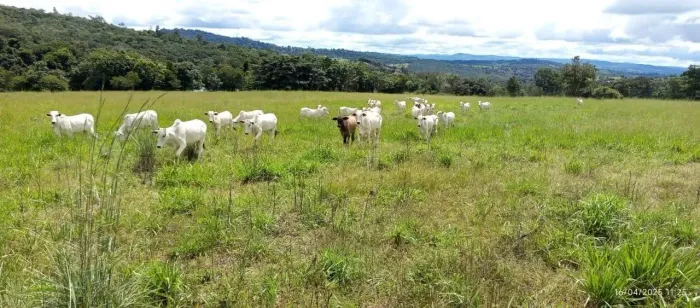 Fazenda à Venda, zona rural, Rubiataba, GO