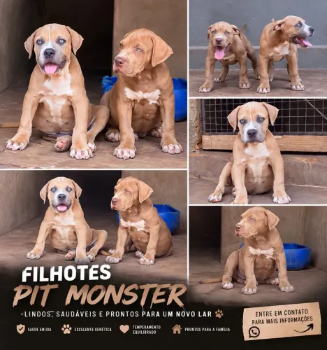 ? Filhotes de Pit Monster ? Últimos 2!