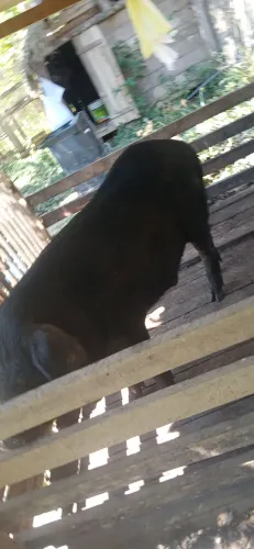 Vende-se um Porco