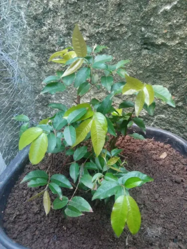Muda de jabuticaba