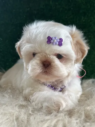 Shih tzu Alto Padrão fêmea 