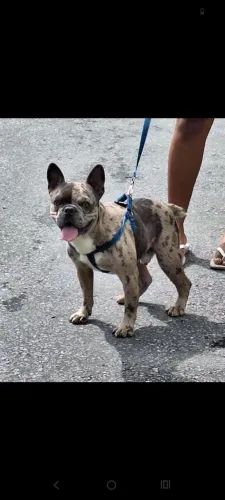Buldogue francês adulto 