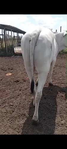 Garrote Nelore , novo e gordo ! Pra vender ligeiro