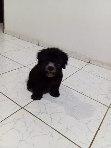 Cachorrinha poodle pretinha 