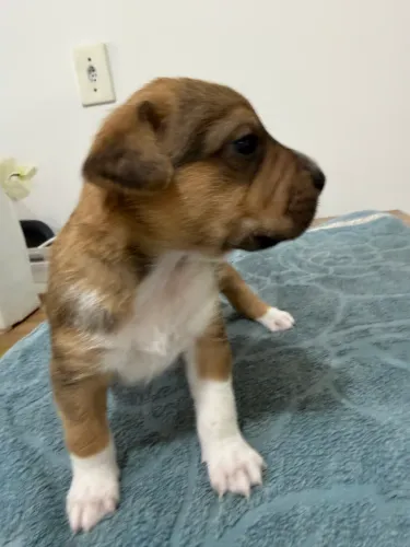 Filhotes cachorro adoção 