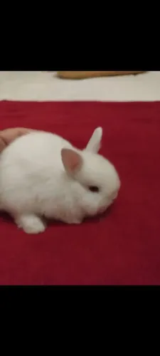 Lindos e disponíveis