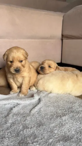 Filhote Golden Retriever pronta entrega amor e procedência 
