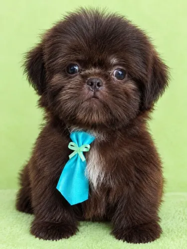Shihtzu miniatura 3 meses