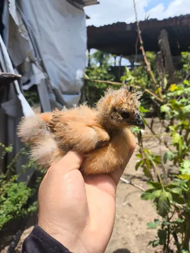 Pintinhos de Sedosa do Japão