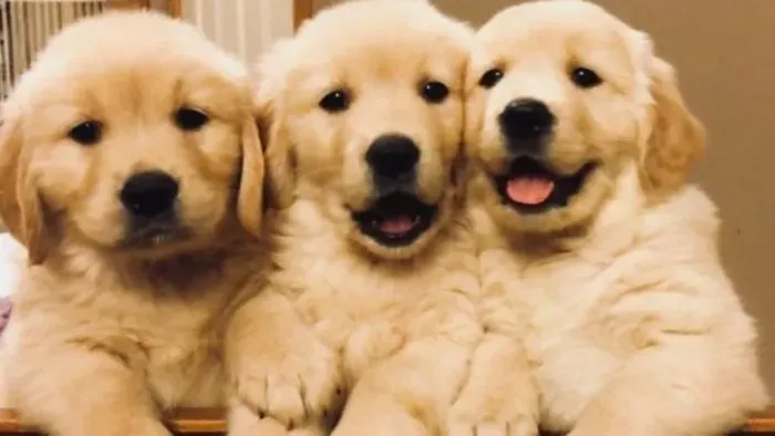 Golden Retriever "Não vou buscar a bolinha."