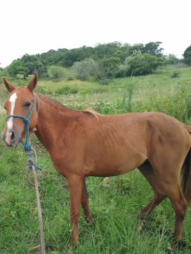 Cavalo