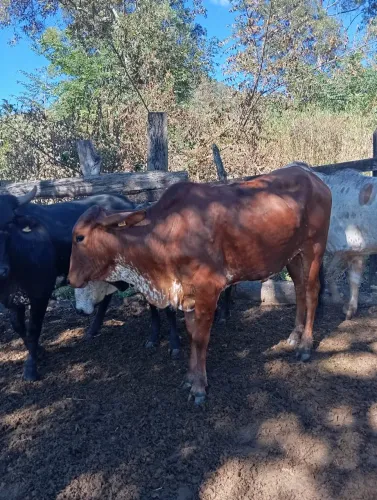 Novilhas 1/2 Girolando luxo