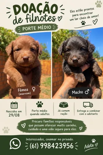 DOAÇÃO DE FILHOTES ? SOBRADINHO/DF