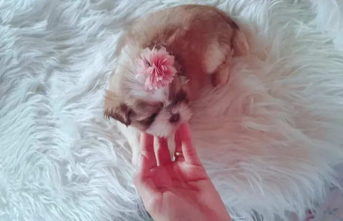 Mini shitzu femea preta e branca 