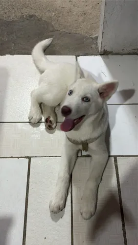 Husky siberiano 