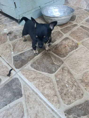 Filhote cachorro