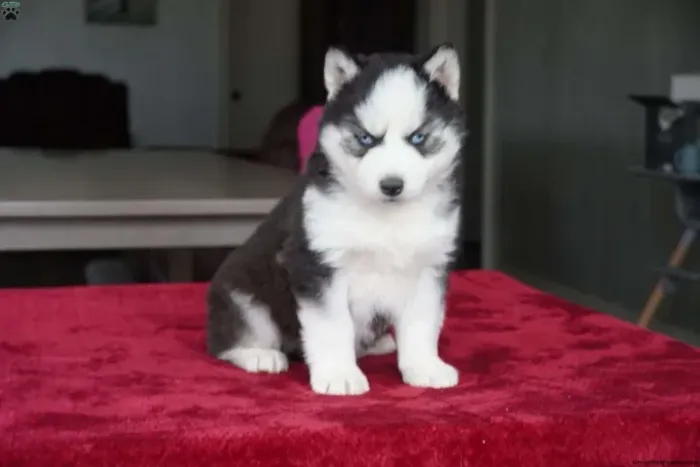 Husky estilo lobo - visual impressionante