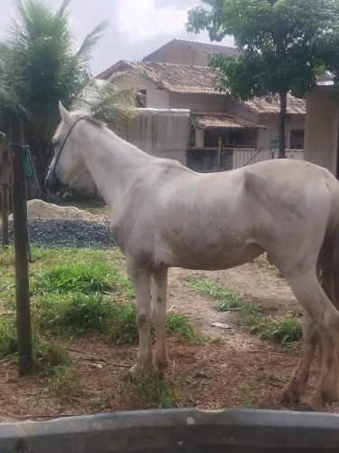 cavalo mangalarga 