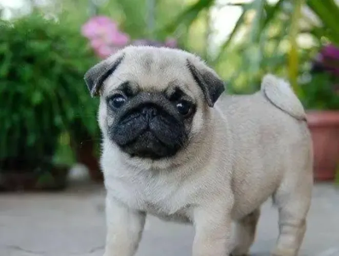 Pug machos disponível pra venda