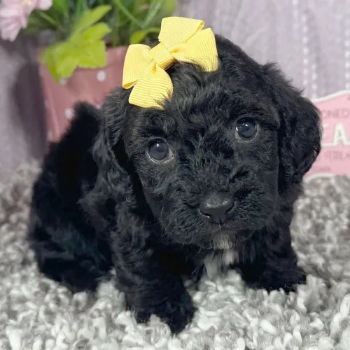 Poodle Toy: Última Fêmea a pronta entrega