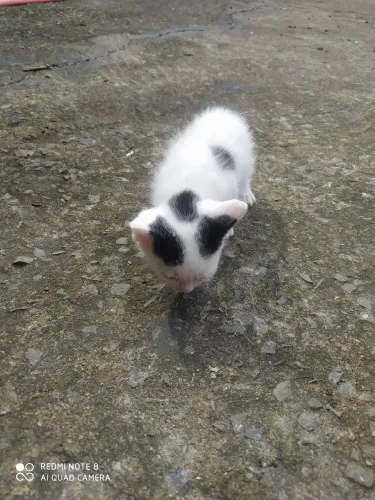 Doação de gato