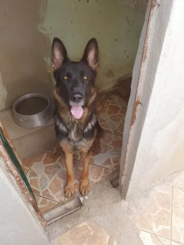 Pastor capa preta !